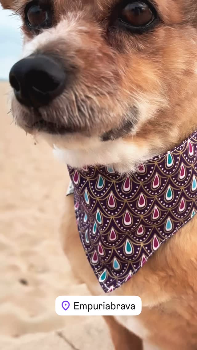 Perfekt für den Sommer „Indian Drops“ Ob am Strand oder in der Stadt. Dieses Halstuch sieht immer cool aus. 
Weitere Designs und Größen auf www.barockdog.de
#summertime #summervibes #hundehalstuch #hundemode #strand #hund #instadog #indian #hundeliebe #tamm #dogbandana #cooldog #montag