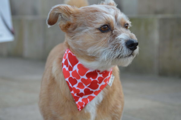 Hundeshop Barock Dog Hundehalstuch Be my Valentine