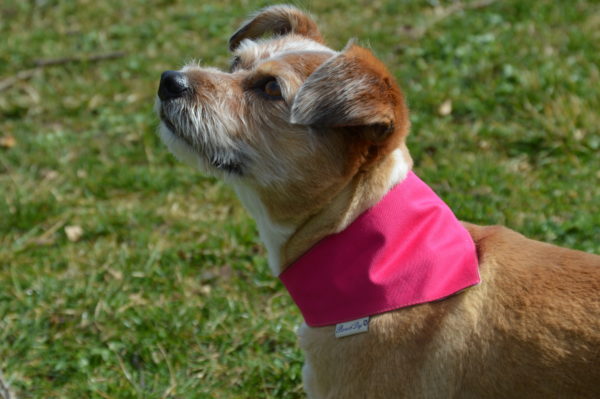 Hundeshop Barock Dog Hundehalstuch Karo Grün und Pink