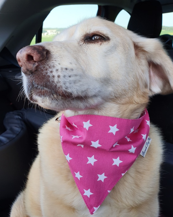 Hundeshop Barock Dog Hundehalstuch Starry Pink Dotty