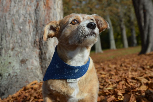 Hundeshop Barock Dog Hundehalstuch Blue Crown
