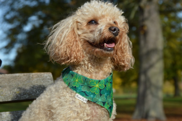 Hundeshop Barock Dog Hundehalstuch Lucky Green