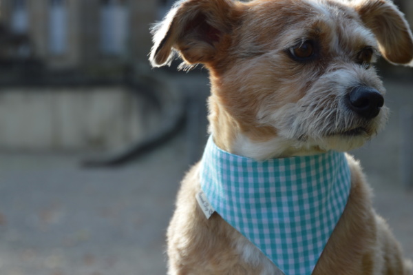 Hundeshop Barock Dog Hundehalstuch Karo Türkis