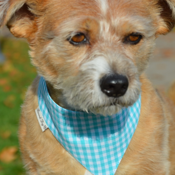 Hundeshop Barock Dog Hundehalstuch Karo Türkis