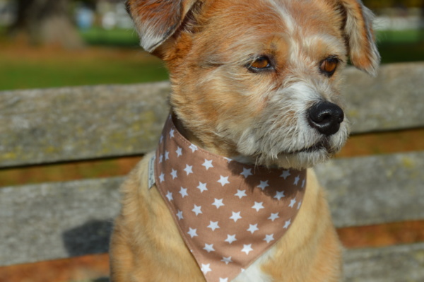 Hundeshop Barock Dog Hundehalstuch Starry Brown