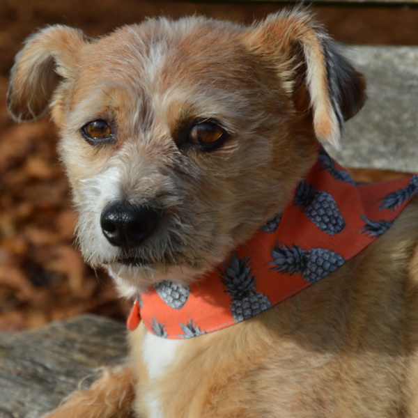 Hundeshop Barock Dog Hundehalstuch Ananas Orange