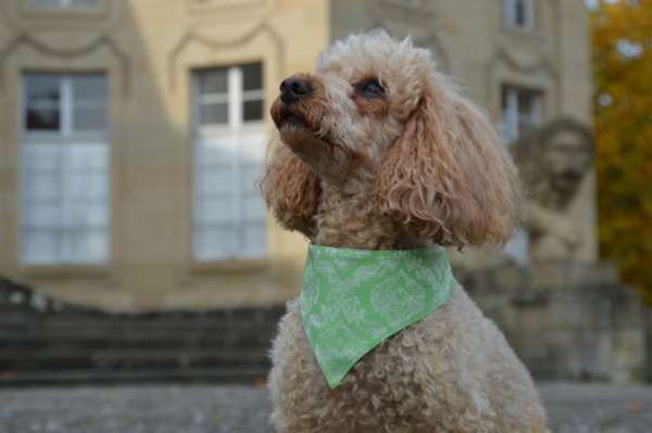 Hundeshop Barock Dog Hundehalstuch Barock Green