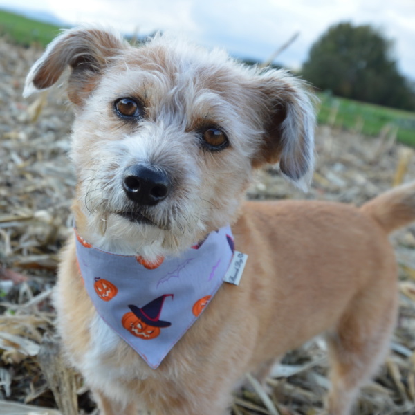 Hundeshop Barock Dog Hundehalstuch Funny Halloween