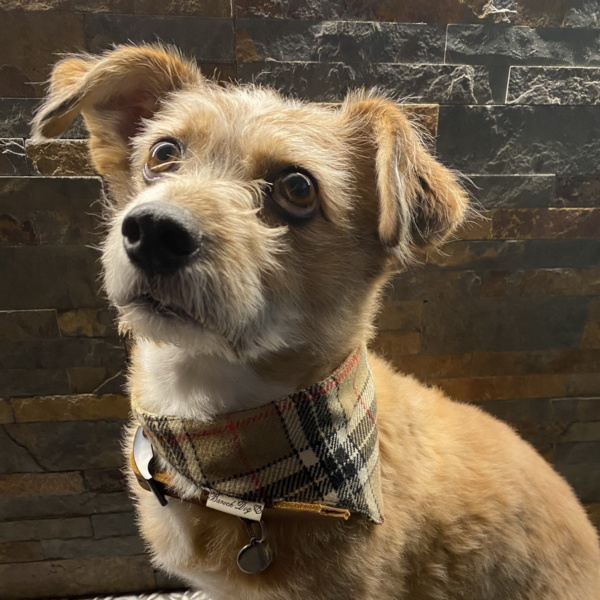 Hundeshop Barock Dog Hundehalstuch MacDog Tartan Burberry Style