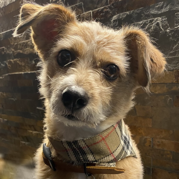 Hundeshop Barock Dog Hundehalstuch MacDog Tartan Burberry Style