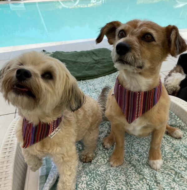 Hundeshop Barock Dog Hundehalstuch Inka Style