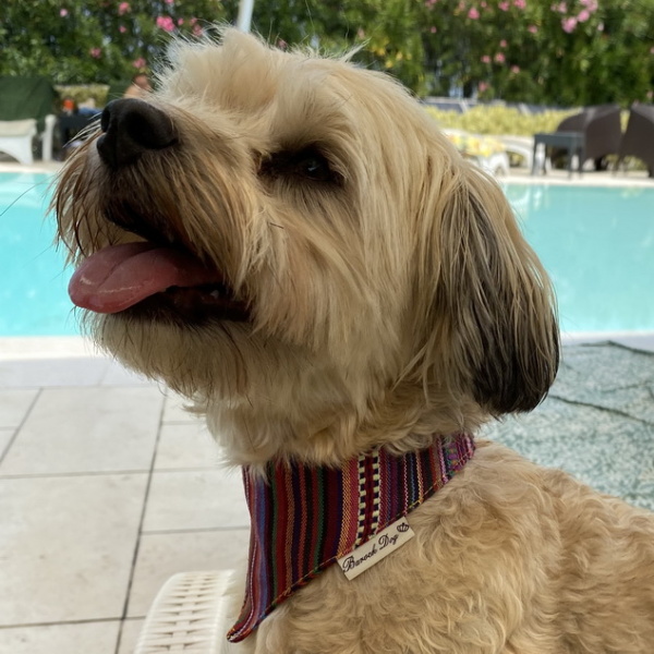 Hundeshop Barock Dog Hundehalstuch Inka Style