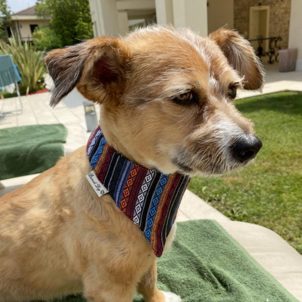 Hundeshop Barock Dog Hundehalstuch Viva Mexico