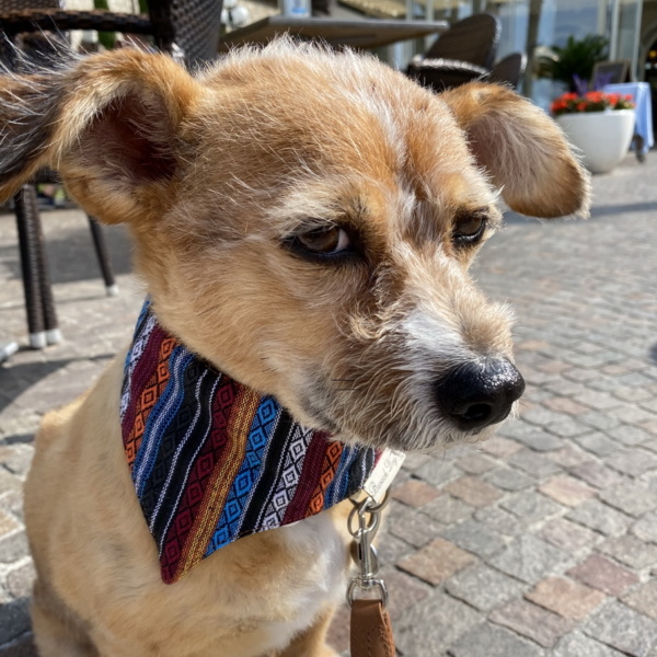 Hundeshop Barock Dog Hundehalstuch Viva Mexico