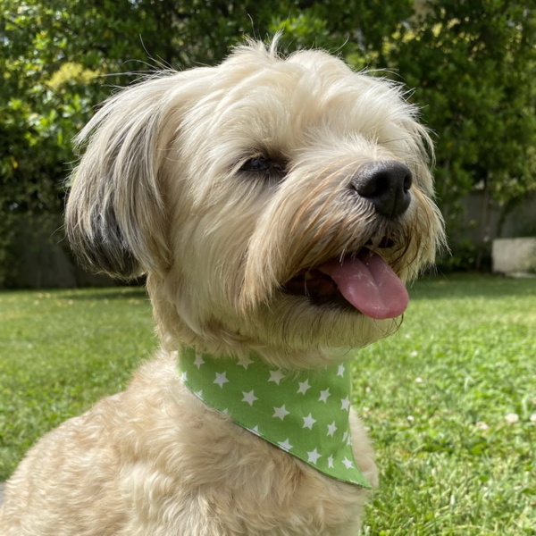 Hundeshop Barock Dog Hundehalstuch Green Star