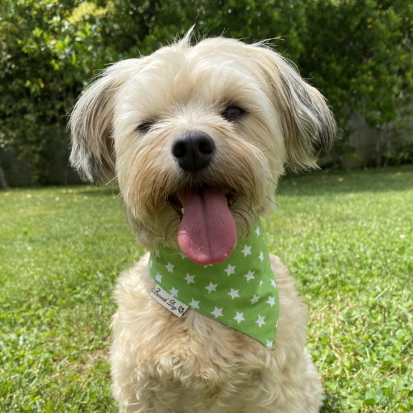 Hundeshop Barock Dog Hundehalstuch Green Star