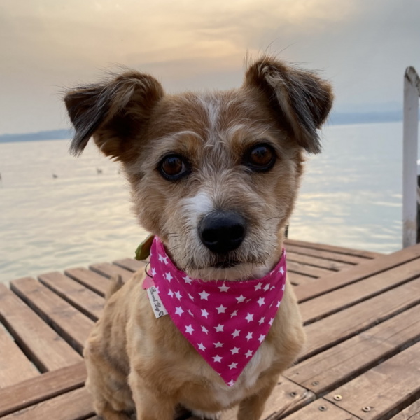 Hundeshop Barock Dog Hundehalstuch Pink Star
