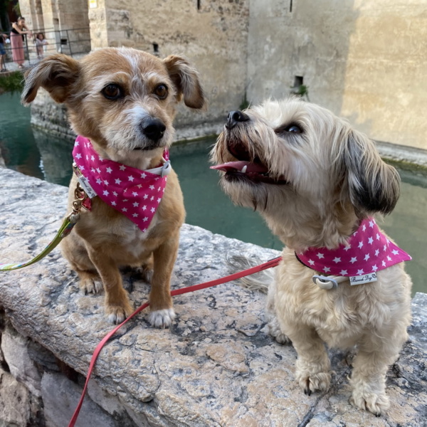 Hundeshop Barock Dog Hundehalstuch Pink Star