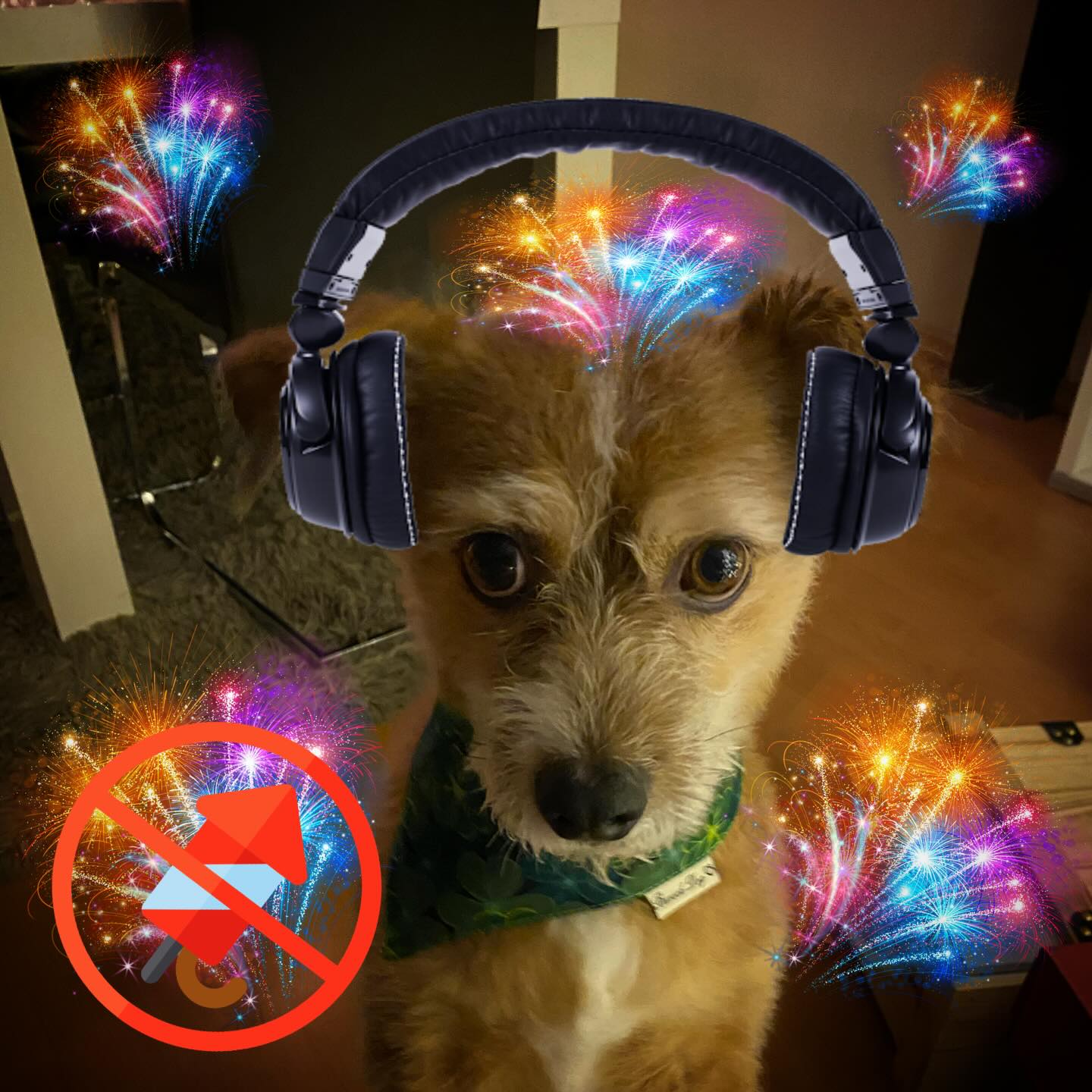 Allen später einen guten Rutsch 🎊. Aber Böller 🧨 nicht zu lange. Es ist schon anstrengend genug für uns 🐶. 
#happynewyear #tierliebe #keinfeuerwerkfürdietiere #hund #hunde