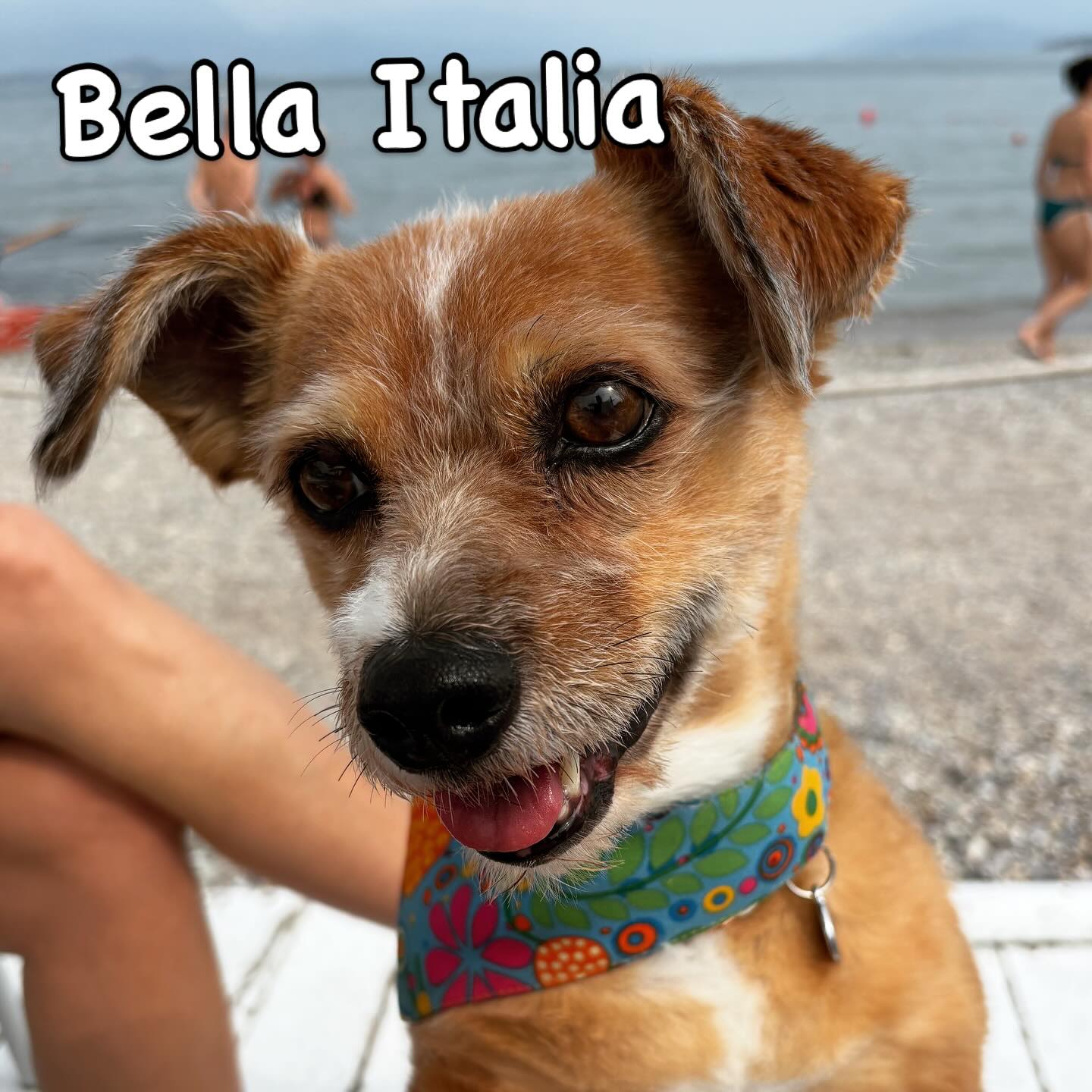 Italian Holiday feeling🇮🇹🌞 with my #dogbandana at www.barockdog.de
Greetings from #lagodigarda @desenzano

#hundehalstuch #bandanastyle #cane #desenzano #beachtime #dogonholiday #urlaubmithund #bellaitalia #gardasee #dogshop #doglovers #instadog
