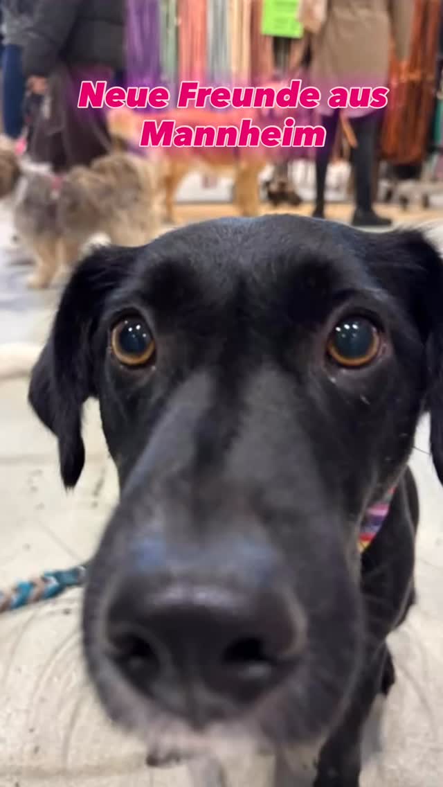 Mein Hund Messe Mannheim 25+26 Okt 2025
Viele neue Freunde gefunden. Dankeschön 😘
#hundeliebe #hundefreund #mannheim #hundemesse #hundehalstuch #dogbandana #mischlingshund #havaneser #malteser #chihuahua #onlineshop