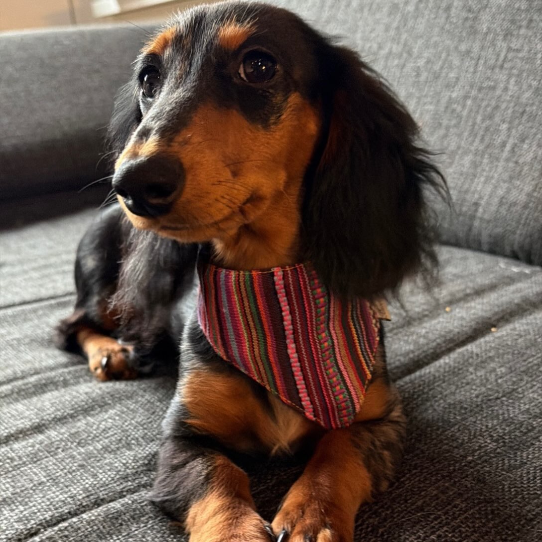 Dackelhündin Luna hat @dogworld_muenchen ein sehr schönes neues Halstuch bekommen. 
Sieht sie nicht niedlich aus 😍
Seid ihr auch auf der Suche nach ein passendes Halstuch für euer liebsten 🐾 dann schaut doch auf www.barockdog.de vorbei 😉
#hundehalstuch #dackel #hundemode #dogbandana #hundeaccessoires