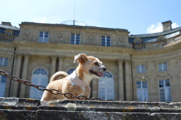 Hundeshop Barock Dog Hundehalstuch Maritim