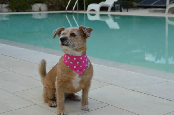 Hundeshop Barock Dog Hundehalstuch Starry Pink Dotty
