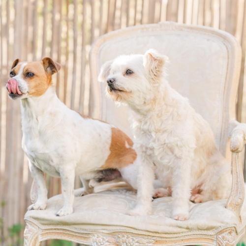 Hundefotografin Eva Dresel