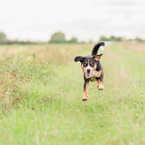 Hundefotografin Eva Dresel