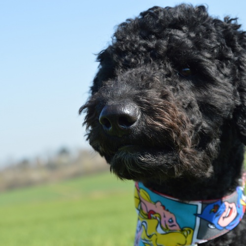 Hundeshop Barock Dog Hundehalstuch Comic Power