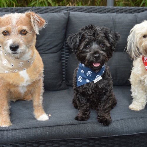 Hundeshop Barock Dog Hundehalstuch Pirate Red-Blue-Beige