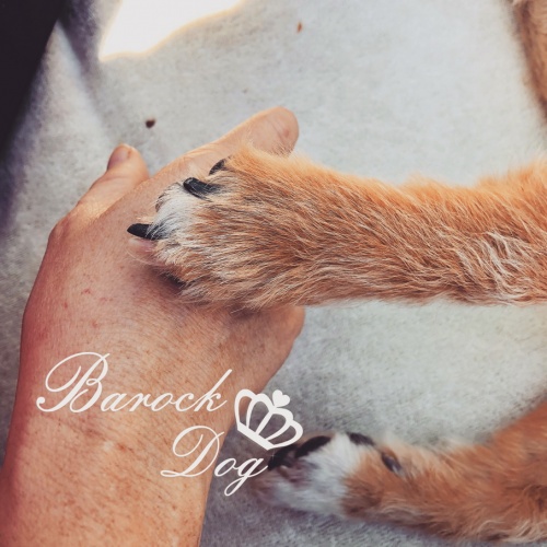 Lotte Tanja Pfötchen